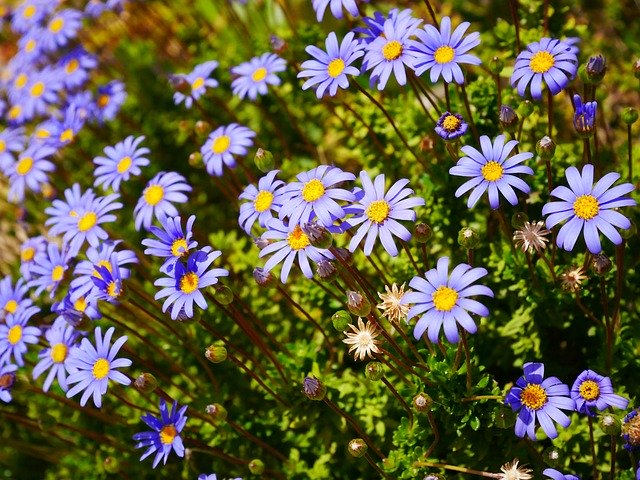 Muat turun percuma Flowers Purple Yellow - foto atau gambar percuma untuk diedit dengan editor imej dalam talian GIMP
