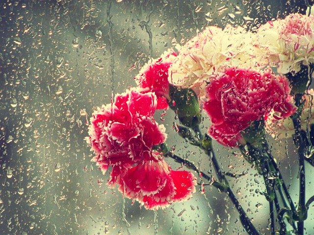 Free download Flowers Rain Drops -  free photo or picture to be edited with GIMP online image editor