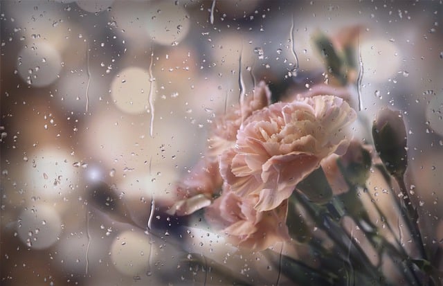 Free download flowers rain petals buds droplets free picture to be edited with GIMP free online image editor