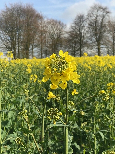 Free download Flowers Rapeseed Trees -  free photo or picture to be edited with GIMP online image editor