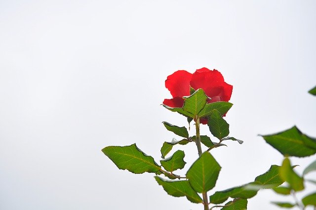 Безкоштовно завантажте Flowers Red - безкоштовну фотографію чи зображення для редагування за допомогою онлайн-редактора зображень GIMP