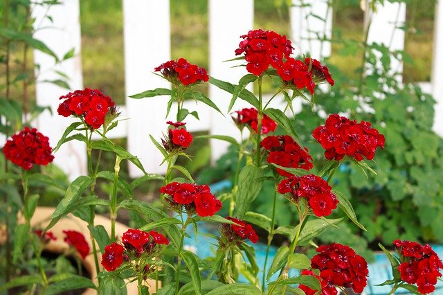 Bezpłatne pobieranie Kwiaty Czerwone Tło Kwiat - bezpłatne zdjęcie lub obraz do edycji za pomocą internetowego edytora obrazów GIMP