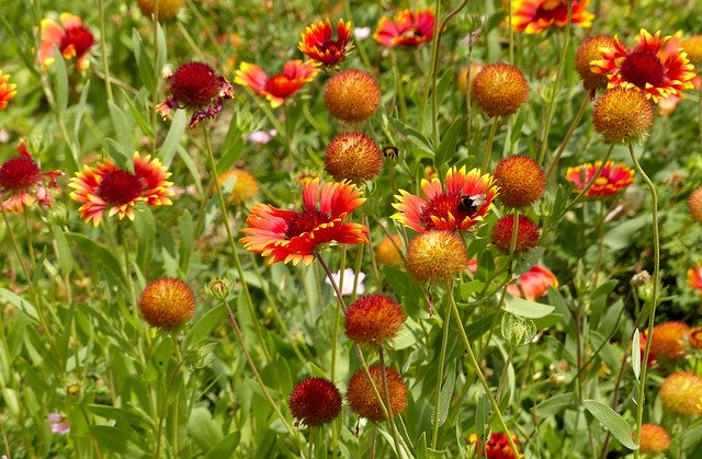 Free download Flowers Red Bumblebee -  free photo or picture to be edited with GIMP online image editor