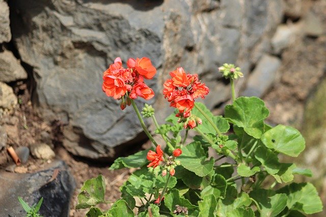 বিনামূল্যে ডাউনলোড করুন Flowers Red Castilleja - বিনামূল্যে ছবি বা ছবি GIMP অনলাইন ইমেজ এডিটর দিয়ে সম্পাদনা করা হবে