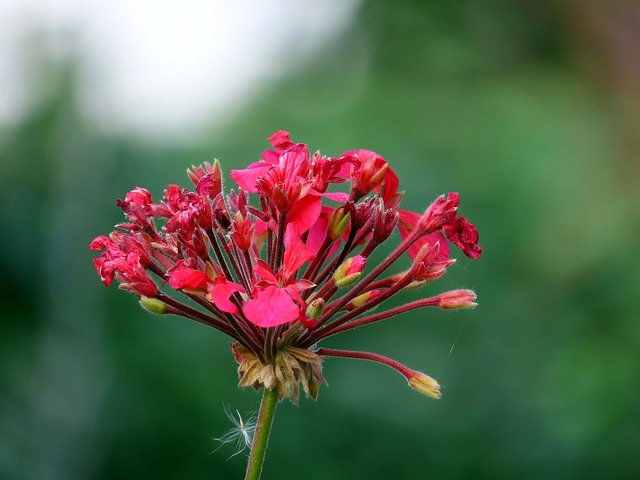 Free download Flowers Red Flower Bloom -  free photo or picture to be edited with GIMP online image editor