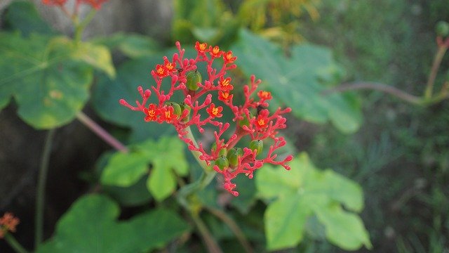 Bezpłatne pobieranie Flowers Red Green - bezpłatne zdjęcie lub obraz do edycji za pomocą internetowego edytora obrazów GIMP