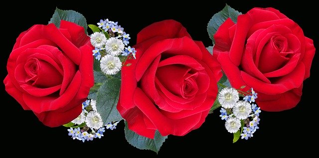 Descarga gratuita Flowers Red Roses - foto o imagen gratis y gratuita para editar con el editor de imágenes en línea GIMP