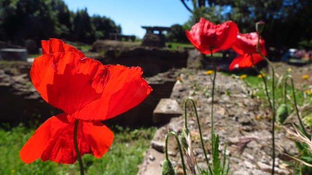 Free download Flowers Red Ruins -  free photo or picture to be edited with GIMP online image editor