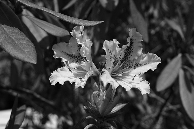 Kostenloser Download Flowers Rhododendron Nature Black - kostenloses Foto oder Bild zur Bearbeitung mit GIMP Online-Bildbearbeitung
