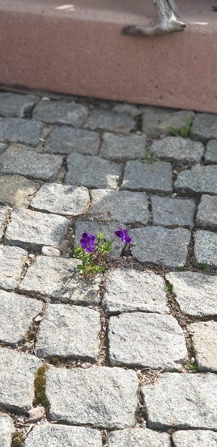 Безкоштовно завантажте Flowers Road Purple - безкоштовну фотографію чи зображення для редагування за допомогою онлайн-редактора зображень GIMP
