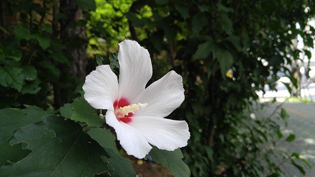 Muat turun percuma Flowers Roadside Wild - foto atau gambar percuma untuk diedit dengan editor imej dalam talian GIMP