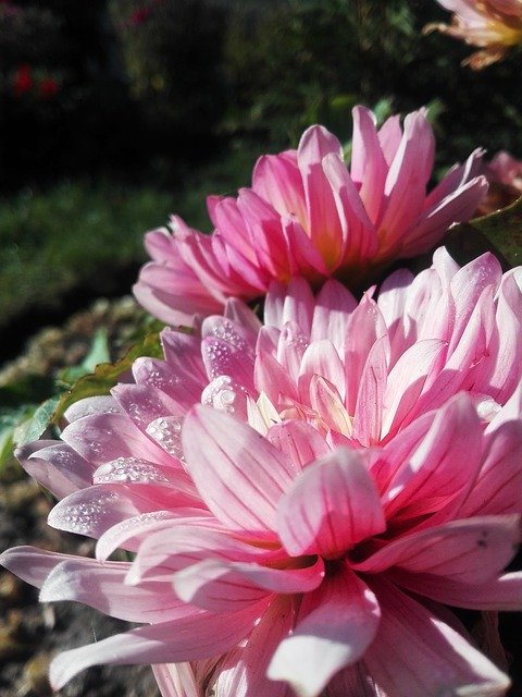 ດາວໂຫລດຟລີ Flowers Rosa Autumn - ຮູບພາບຫຼືຮູບພາບທີ່ບໍ່ເສຍຄ່າເພື່ອແກ້ໄຂດ້ວຍຕົວແກ້ໄຂຮູບພາບອອນໄລນ໌ GIMP