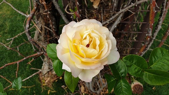 دانلود رایگان Flowers Rose Nature - عکس یا تصویر رایگان قابل ویرایش با ویرایشگر تصویر آنلاین GIMP