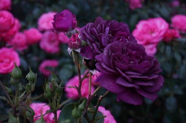 Free download Flowers Rose Purple -  free photo or picture to be edited with GIMP online image editor