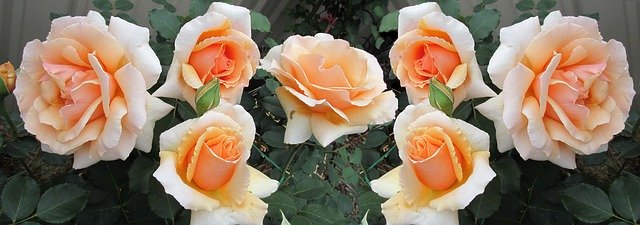 Free picture Flowers Roses Fragrant -  to be edited by GIMP free image editor by OffiDocs