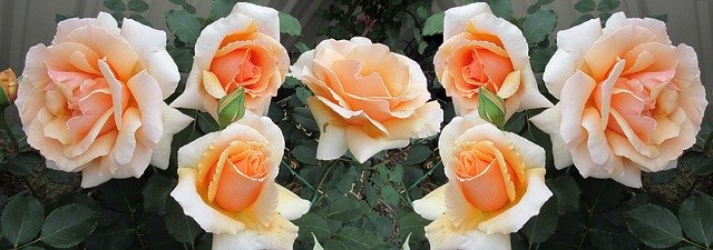 دانلود رایگان Flowers Roses Fragrant - عکس یا تصویر رایگان قابل ویرایش با ویرایشگر تصویر آنلاین GIMP