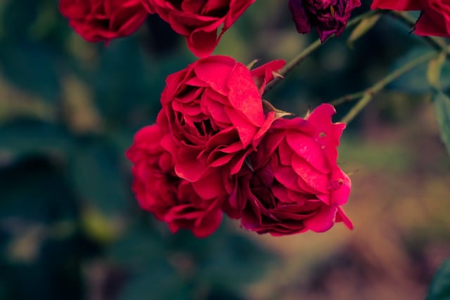 Free download flowers roses garden beauty bloom free picture to be edited with GIMP free online image editor