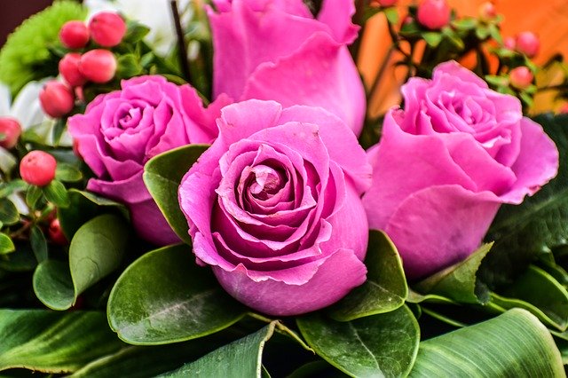 دانلود رایگان Flowers Roses Summer - عکس یا تصویر رایگان قابل ویرایش با ویرایشگر تصویر آنلاین GIMP
