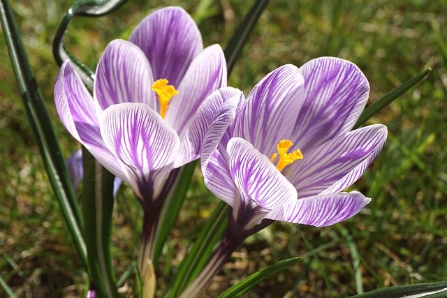 Free download flowers saffron crocuses spring free picture to be edited with GIMP free online image editor