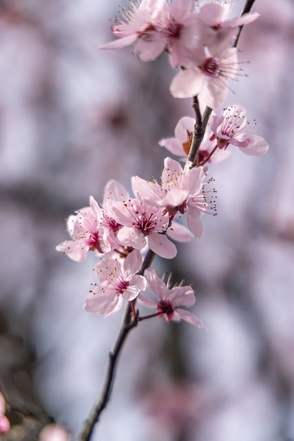 Free download flowers sakura petals nature free picture to be edited with GIMP free online image editor