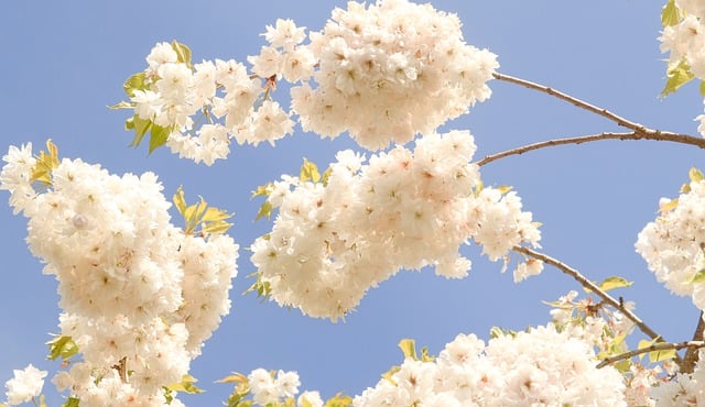 Free download flowers sakura spring flora botany free picture to be edited with GIMP free online image editor