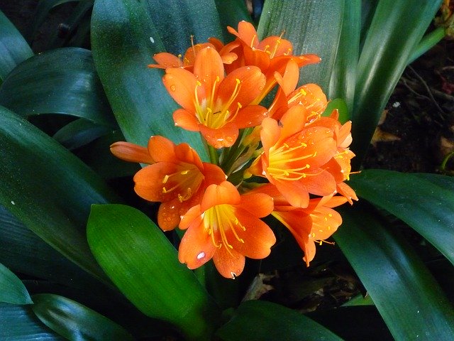 Kostenloser Download Blumen San Diego Orange - kostenloses Foto oder Bild zur Bearbeitung mit GIMP Online-Bildbearbeitung