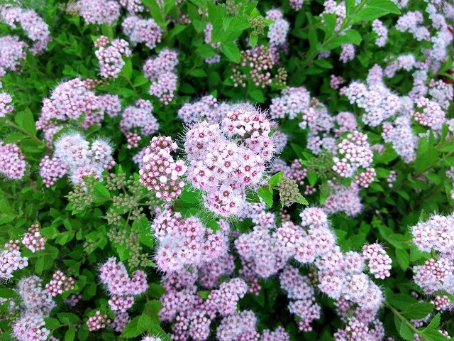 Free download Flowers Shrub Beauty -  free photo or picture to be edited with GIMP online image editor