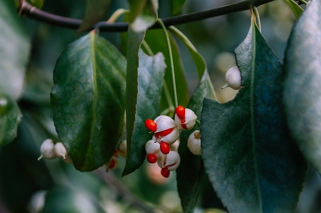 Free download flowers shrub leaves free picture to be edited with GIMP free online image editor