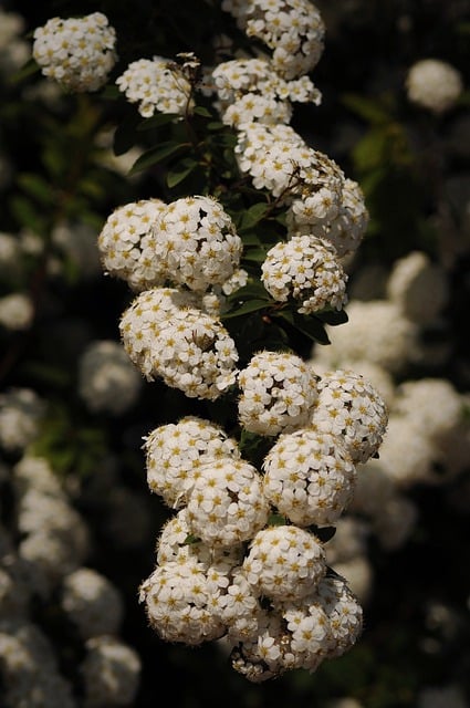 Free download flowers shrub white petals bunch free picture to be edited with GIMP free online image editor