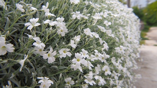 Téléchargement gratuit de Fleurs Skalka Blanc - photo ou image gratuite à éditer avec l'éditeur d'images en ligne GIMP