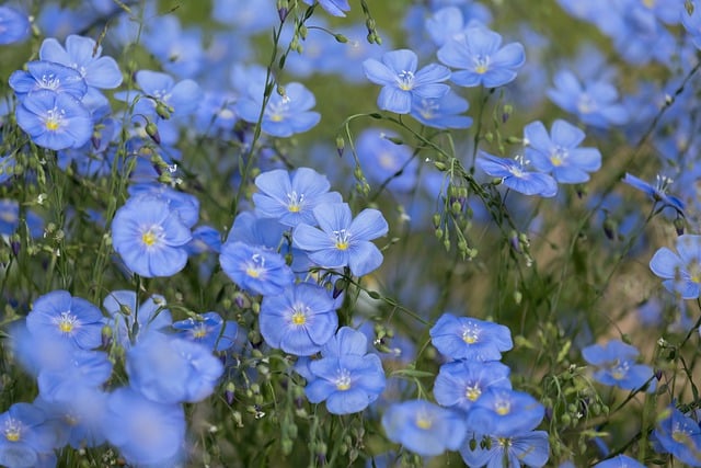 Free download flowers small perennials blue linen free picture to be edited with GIMP free online image editor