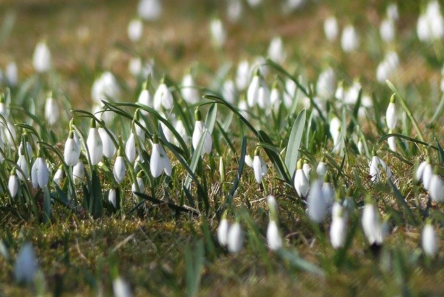 Free download flowers snowdrop botany bloom free picture to be edited with GIMP free online image editor