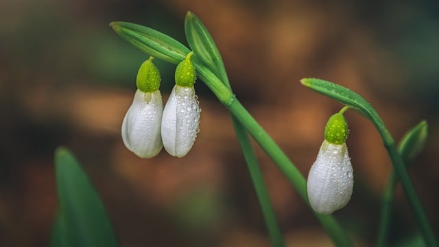 Free download flowers snowdrops dew drops free picture to be edited with GIMP free online image editor