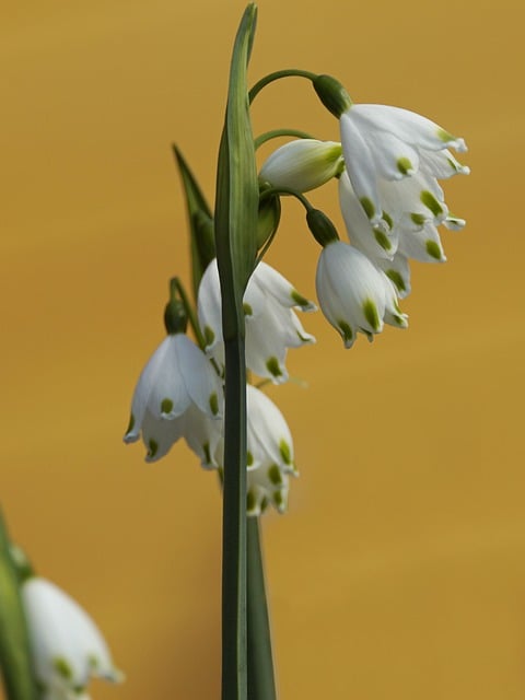 Free download flowers snowdrops petals blossoms free picture to be edited with GIMP free online image editor