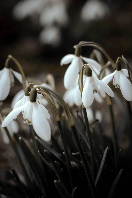 Free download flowers snowdrops plants free picture to be edited with GIMP free online image editor