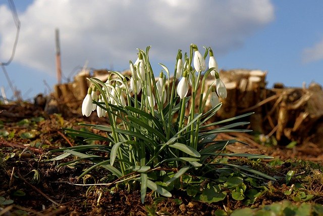 Free download flowers snowdrop spring free picture to be edited with GIMP free online image editor