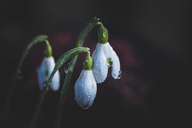 Téléchargement gratuit de fleurs, perce-neige, gouttes de pluie, image gratuite à modifier avec l'éditeur d'images en ligne gratuit GIMP