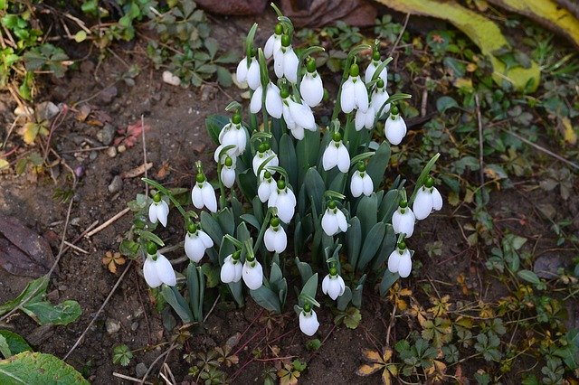 Free graphic Flowers Snowdrops Spring -  to be edited by GIMP free image editor by OffiDocs