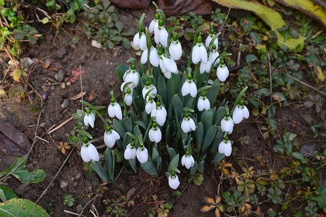 Free download Flowers Snowdrops Spring -  free photo or picture to be edited with GIMP online image editor