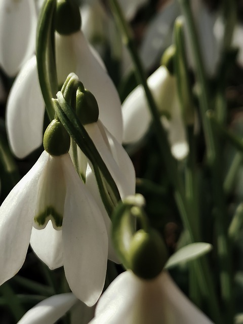 Free download flowers snowdrops spring garden free picture to be edited with GIMP free online image editor