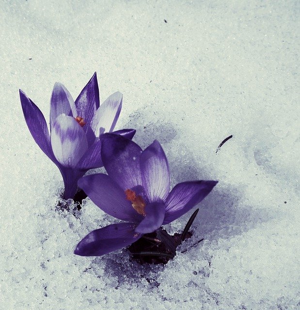 Libreng download Flowers Snow Winter - libreng larawan o larawan na ie-edit gamit ang GIMP online na editor ng imahe