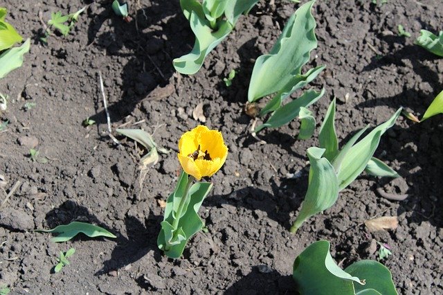 Muat turun percuma Flowers Soil Flora - foto atau gambar percuma untuk diedit dengan editor imej dalam talian GIMP