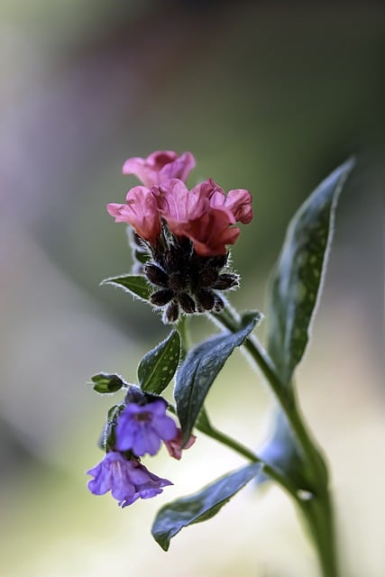 Free download flowers sprig lungwort macro free picture to be edited with GIMP free online image editor