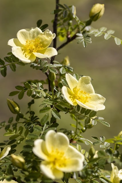 Descărcare gratuită flori de primăvară înflorire fotografie gratuită pentru a fi editată cu editorul de imagini online gratuit GIMP