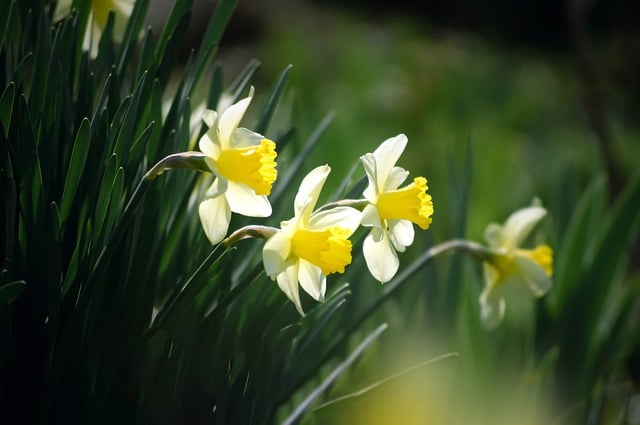 Free download flowers spring bloom botany free picture to be edited with GIMP free online image editor
