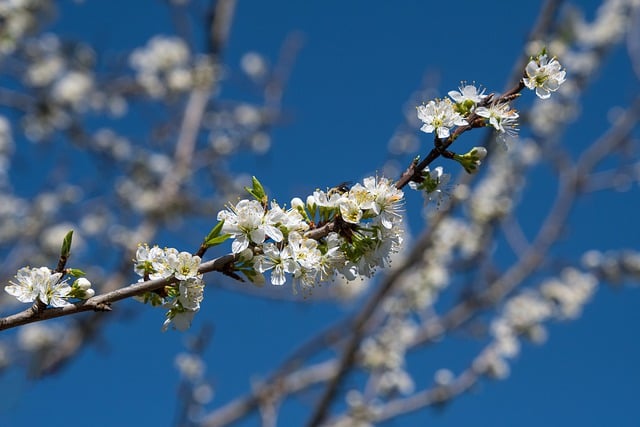 Free download flowers spring blossoms free picture to be edited with GIMP free online image editor