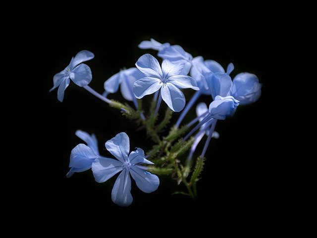 Free download flowers spring cape leadwort bloom free picture to be edited with GIMP free online image editor