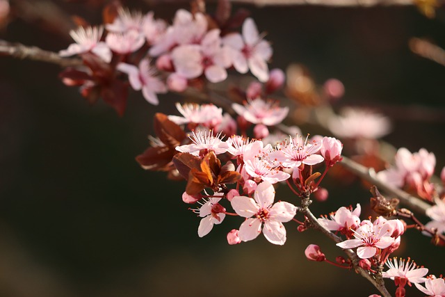 Free download flowers spring cherry blossoms free picture to be edited with GIMP free online image editor