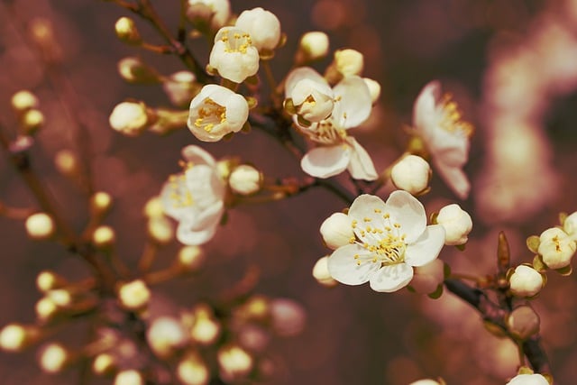 Free download flowers spring early spring bloom free picture to be edited with GIMP free online image editor