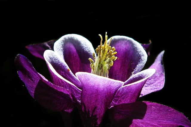 जीआईएमपी मुफ्त ऑनलाइन छवि संपादक के साथ संपादित किए जाने वाले फूल, वसंत उद्यान, बैंगनी रंग की मुफ्त तस्वीर डाउनलोड करें